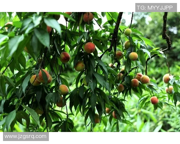 果园采摘乐趣无穷体验，畅享自然美味与田园风光的完美结合